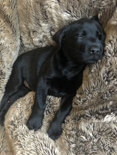The definition of the breed as a Labrador appeared in 1830. This name is a merit of the English  ...
