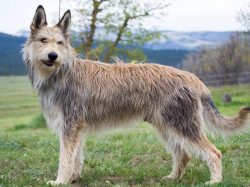 Like many herding breeds, Picards require human companionship. Since they can demonstrate demons ...