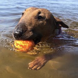 The Bull Terrier is not the best option for protection, as it rarely shows aggression even towar ...