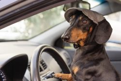 Dachshunds are usually a muse for artists. Pablo Picasso, E.B. White and Andy Warhol all owned a ...