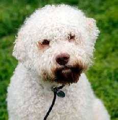 The closest relatives of the lagotto are the Portuguese Water Dog, the Spanish, Irish and Americ ...