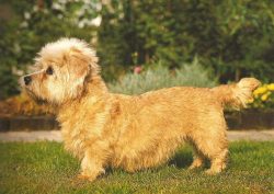 Then more experienced breeders took up dandy terriers. In the course of breeding, they tried to  ...
