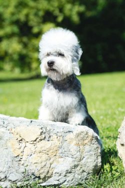 Previously, it was used as a hunting animal, now it is a pet that needs comfort and care. 