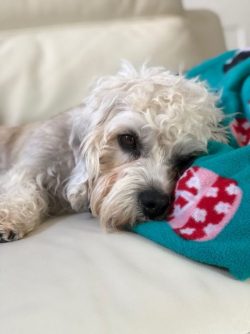If you do not want your pet to spoil shoes, furniture and other household items with his teeth,  ...