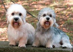 Do not neglect the rules of caring for a dandy terrier. In order for him to be healthy and look  ...