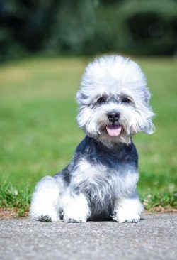 Dinmont stand out among other species with a cute “cap” on the head, short limbs and ...
