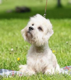 The genes of old Scottish terriers were used in the work. Crossbreeding was carried out between  ...