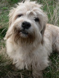 Work on the formation of dandy dinmont was carried out in Scotland and ended in the eighteenth c ...