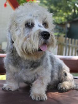 Initially, these small dogs were bred by gypsies and Scottish farmers. 