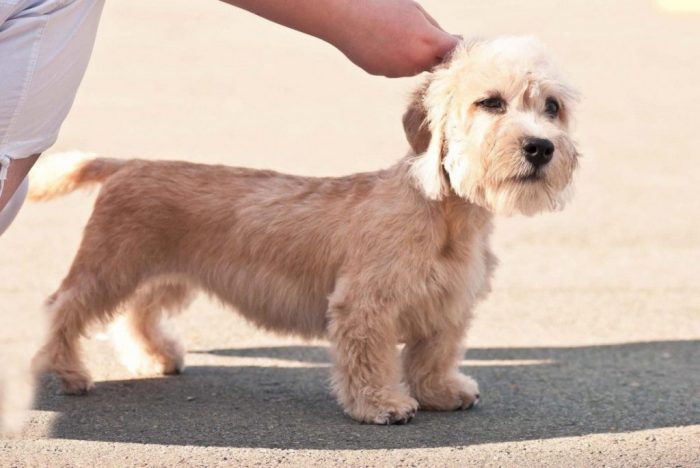 It is not possible to confuse with other types of dandy dinmont terrier. He has an overly long b ...