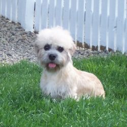 Since the terrier is small, you can install a whole decorative house with a mattress inside for  ...