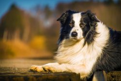 The Border Collie is a herding dog, so the animal is attracted to any flocks, including not only ...
