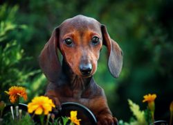 Grains are good for the dog. It is worth serving her warm slightly overcooked cereal cereals, ad ...