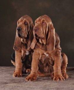 The fat saber tail of the Bloodhound is a logical continuation of its spine. The tail is set low ...
