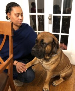 The formidable appearance of the dog gives a not entirely correct idea of the breed. A good-natu ...