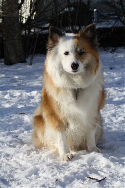 The size is medium, the format, unlike many other Spitz, is slightly elongated, while the males  ...