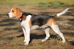 Although he can be a little stubborn at times, the Beagle Harrier’s intelligence and dedic ...
