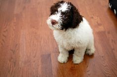 Both urban apartment living conditions and the private sector are suitable for a lagotto romagno ...