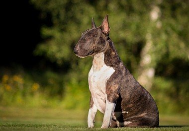 If you don’t want to sacrifice slippers or sofa upholstery, take your Bull Terrier to a ne ...