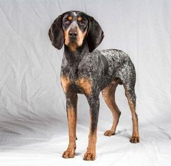 Easily recognizable for its beautiful and unique pattern and color, this hardworking dog is well ...