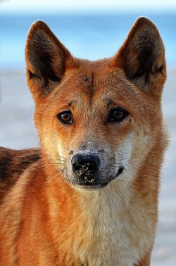 Dogs and dingoes are members of the same branch – the clade. New Guinea singing dogs and d ...