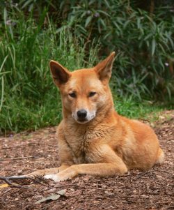 Fun Fact: These dogs don’t bark, but they can howl and growl. 