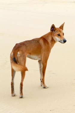 This type of wild dog can be found throughout Australia. The most populous northern part. 