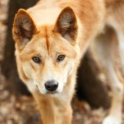The first European settlers got acquainted with these animals already in the form in which these ...