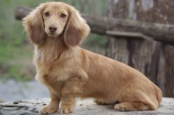 As a rule, dachshunds treat children well if they know how to behave with a dog. In this regard, ...