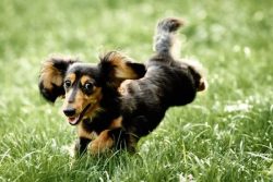 For a dog, communication with the owner is a must. If ignored, the dog becomes grumpy and irrita ...