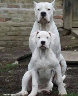 This is a wonderful companion, loyal friend, and reliable protector, there is no doubt about it. ...