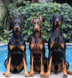 The first representatives of the breed were not at all like modern ones: they were distinguished ...