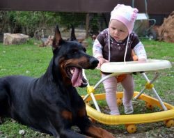 The breed is very active, agile and needs long walks and frequent training and exercise. 