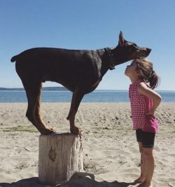 Doberman Pinscher is suitable for keeping in an apartment, as well as outside the city, but it m ...