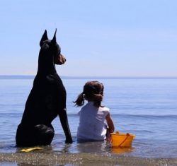 Dobermans are a dog that most amazingly combines high intelligence and devotion, fearlessness an ...