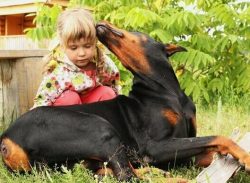 These animals are confidently included in the top lists of the most popular breeds in many count ...