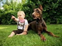 Doberman Pinscher is infinitely loyal to his master and his family, quite friendly towards famil ...