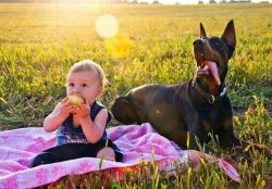 For all his temperament, he does not lose vigilance for a second and is always ready to help. 