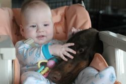 Dogs of this breed need constant physical activity. They have excellent performance and a high d ...