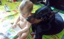 The Doberman can do anything – if this is an exaggeration, then it is very insignificant.  ...