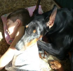 The Doberman is the only dog ​​breed that bears the name of its founder. According to the Guinne ...