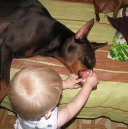 During World War II, Dobermans served in the United States Marine Corps. For services to the arm ...