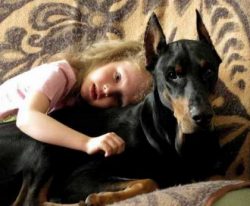 There is no exact information about the origin of the Dobermans, since the creator of the breed, ...