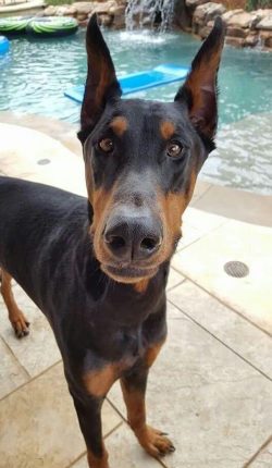 Nobody knows for sure, but it is believed that the Doberman Pinscher crossed many breeds to prod ...
