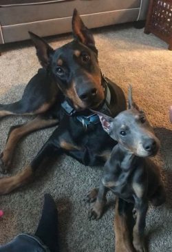 Although originally bred as guard dogs and they still are, Doberman Pinschers were also police a ...