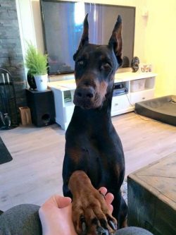 The breeding of the Doberman Pinscher breed in the late 1800s is attributed to the German Louis  ...