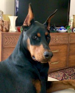 Careful socialization and obedience training from an early age is very important for this breed. ...