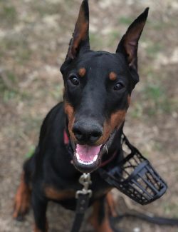 The Doberman Pinscher breed of dogs appeared as a result of the experiments of a single person,  ...