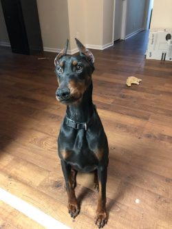 Dobermans are good learners, obedient and usually not stubborn. 