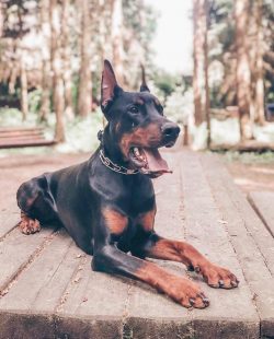The Doberman Pinscher is just well suited for protecting and guarding his home – breeders  ...